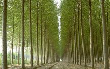 Lightweight Italian Poplar Forest Plywood